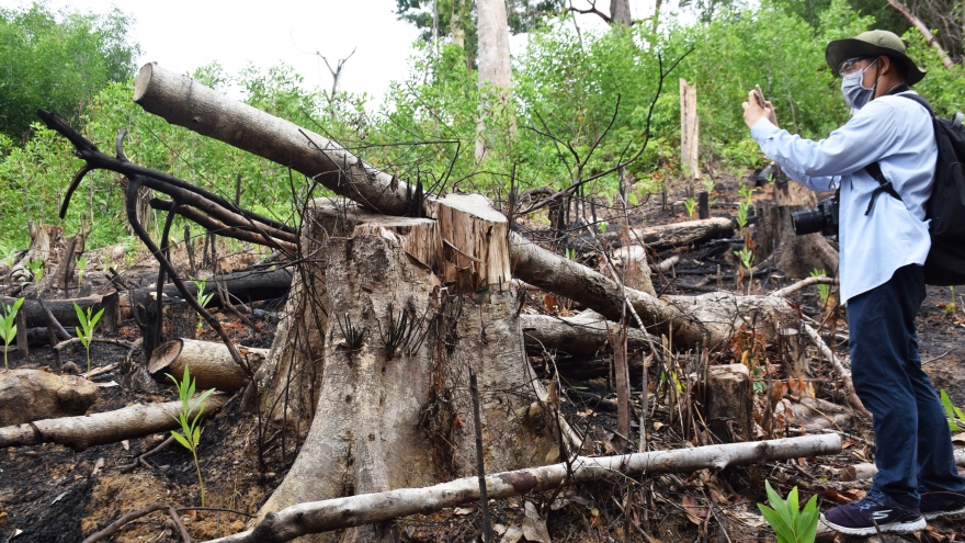 Phú Yên tạm đình chỉ công tác 15 ngày đối với PGĐ Ban Quản lý rừng phòng hộ Sơn Hòa
